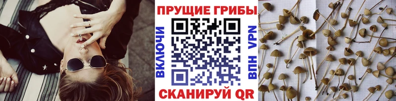 Галлюциногенные грибы ЛСД  Вичуга 